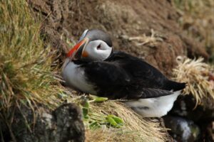 Lire la suite à propos de l’article Islande 2025 – Jour 2