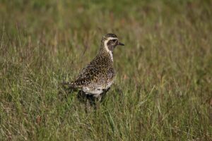 Lire la suite à propos de l’article Islande 2025 – Jour 7